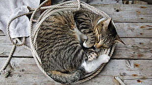 brown tabby cat, cat, ropes, wooden surface, animals