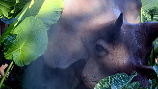 photo of rhinoceros HD wallpaper