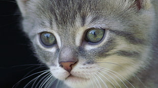closeup photo of gray short fur kitten