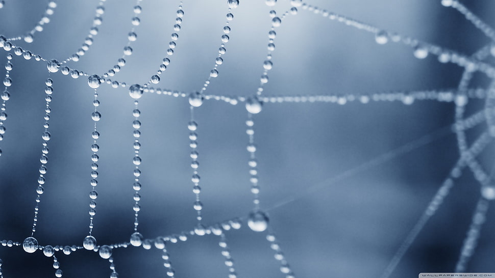 shallow focus photo of web HD wallpaper