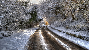 snow pathway, nature, road HD wallpaper