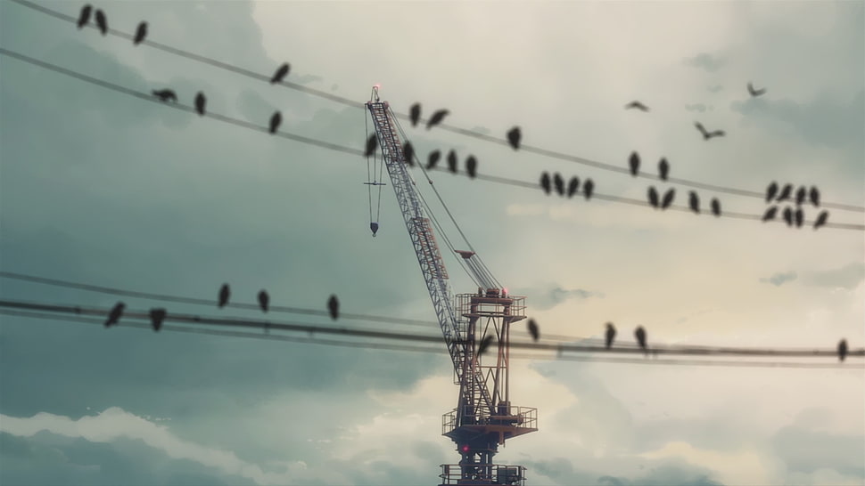 black metal crane, birds, wire, 5 Centimeters Per Second HD wallpaper