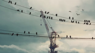 black metal crane, birds, wire, 5 Centimeters Per Second HD wallpaper