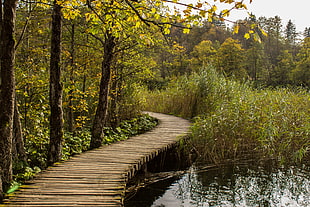 brown wooden footbridge beside body of water surrounded with grass and tress
