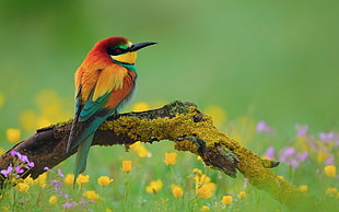 yellow, red, and green bird