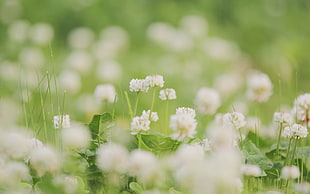 white Clover flowers in bloom at daytime
