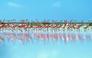 flock of Flamingos HD wallpaper