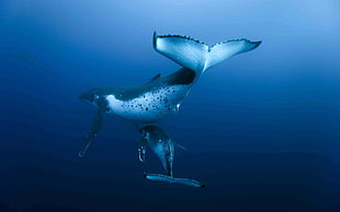 two whales, whale, underwater, animals