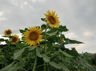 shallow focus photography of sunflowers under white cloudy sky during daytime HD wallpaper