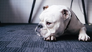 white American Bulldog on floor
