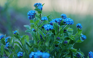blue Forget-me-not flowers in bloom at daytime
