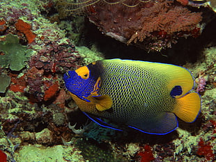 yellow and blue fish in fish tank, underwater, sea, fish, colorful