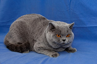 gray Scottish fold