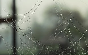closed-up shot of water dew on spider web HD wallpaper