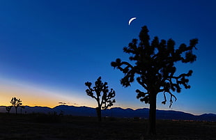 silhouette of trees against a sunset with a crescent moon on the sky