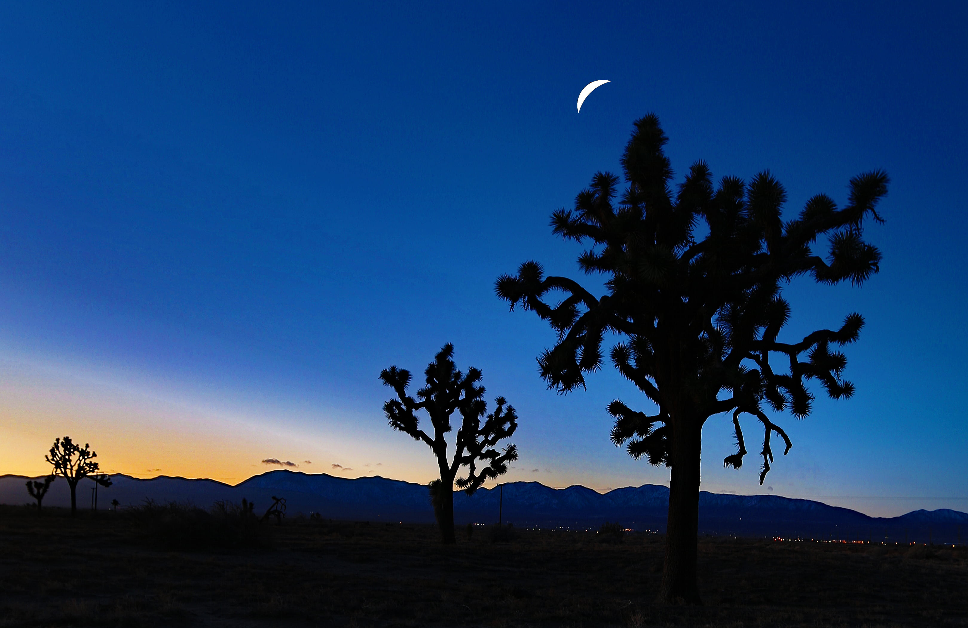 silhouette of trees against a sunset with a crescent moon on the sky