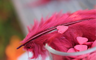 macro shot of a pink feather with hearts