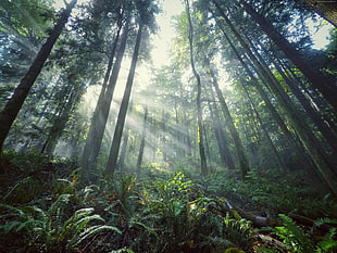 low angle photography of green forest with sun ray during day time