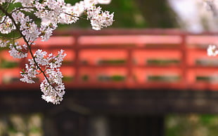selective focus photography of white petaled flowers HD wallpaper