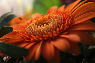 orange Gerbera daisy, Gerbera, Orange, Petals