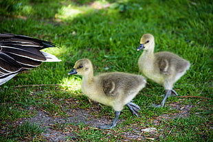 closeup photograpy of two ducklings