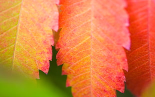 photography of pink and orange leaves HD wallpaper