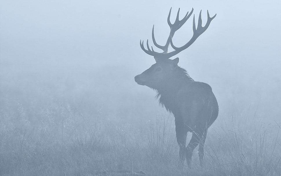reindeer, animals, nature, deer, stags HD wallpaper