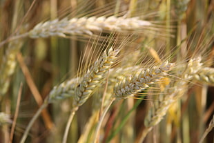 closeup photo of grain