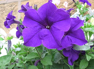 purple Petunia flower in closeup photo