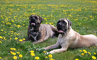 two adult Bulldogs on yellow petaled flower field