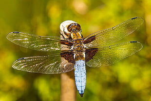 yellow dragonfly perched on brown stem