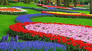 red and white area rug, garden, flowers, nature, landscape