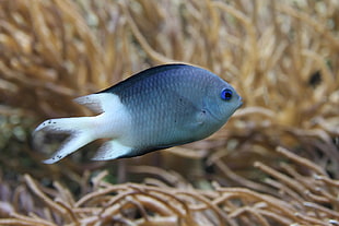 close up photography of gray and white fish