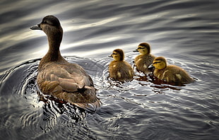 brown duck with three ducklings on body of water