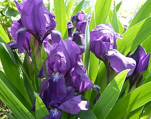 purple petaled flowers in closeup photography