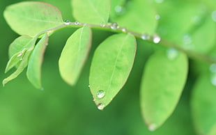 selective focus of green leaf with water dew
