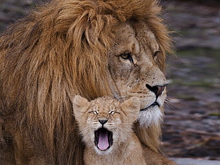 brown Lion and cub photo