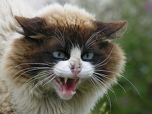 long fur brown and white cat angry