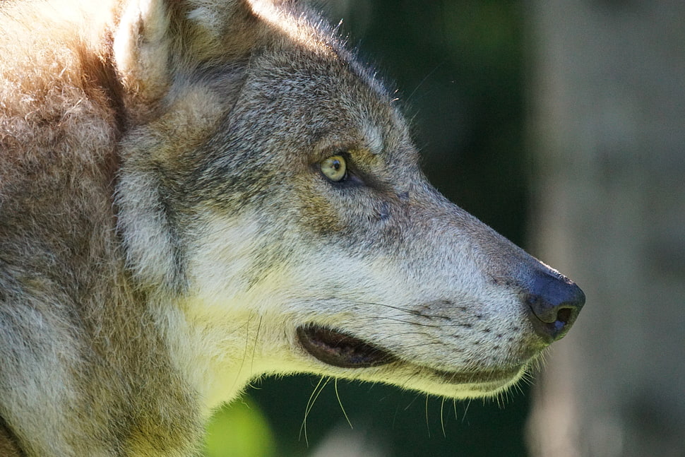 close-up photo of gray wolf HD wallpaper