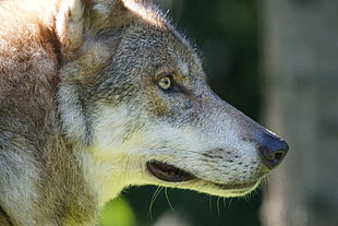 close-up photo of gray wolf