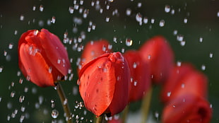 time lapse photography of red petaled flowers