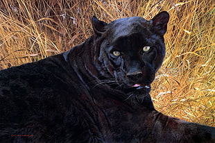 photo of black panther