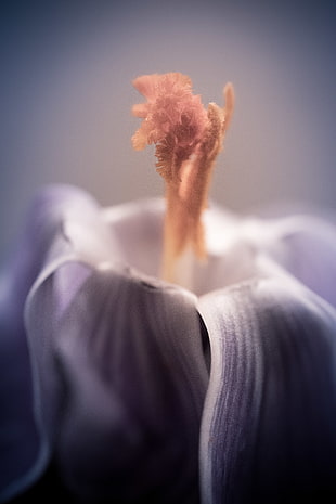 selective focus photography of purple flower and orange pollen HD wallpaper