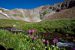 purple flowers near brown mountains during daytime, cloud peak HD wallpaper