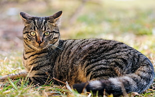 selective focus photo of brown Tabby cat