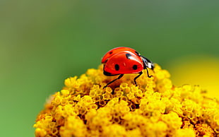 Ladybug perched on yellow flower HD wallpaper