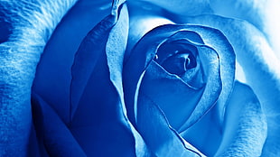 blue Rose flower macro photography
