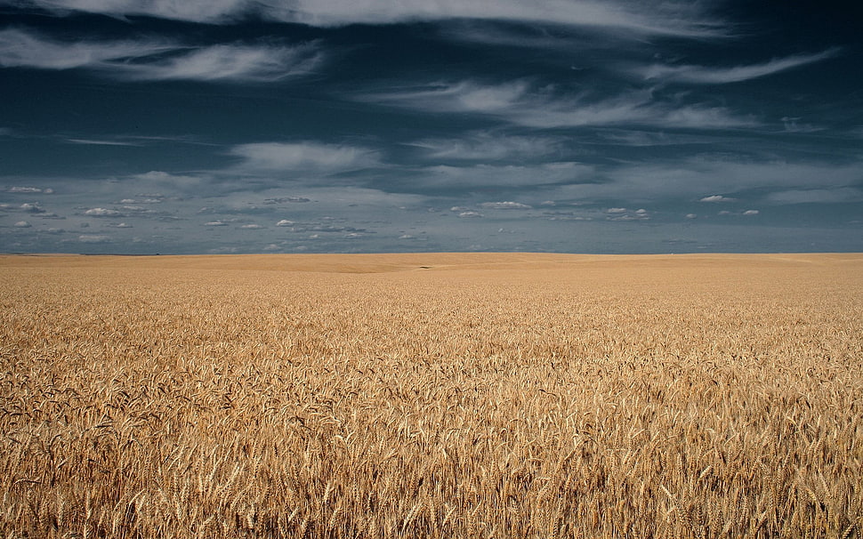 Field,  Grass,  Sky,  Clouds HD wallpaper
