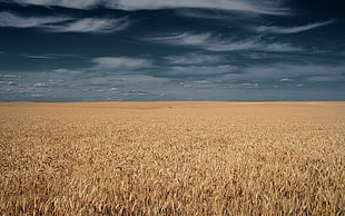 Field,  Grass,  Sky,  Clouds HD wallpaper