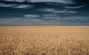 Field,  Grass,  Sky,  Clouds